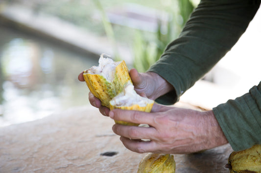 Latest news from the Farm El Porvenir, Guatemala!