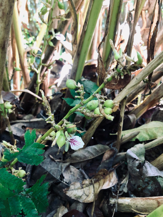 Cardamom Late Harvest 2022 Guatemala 30g