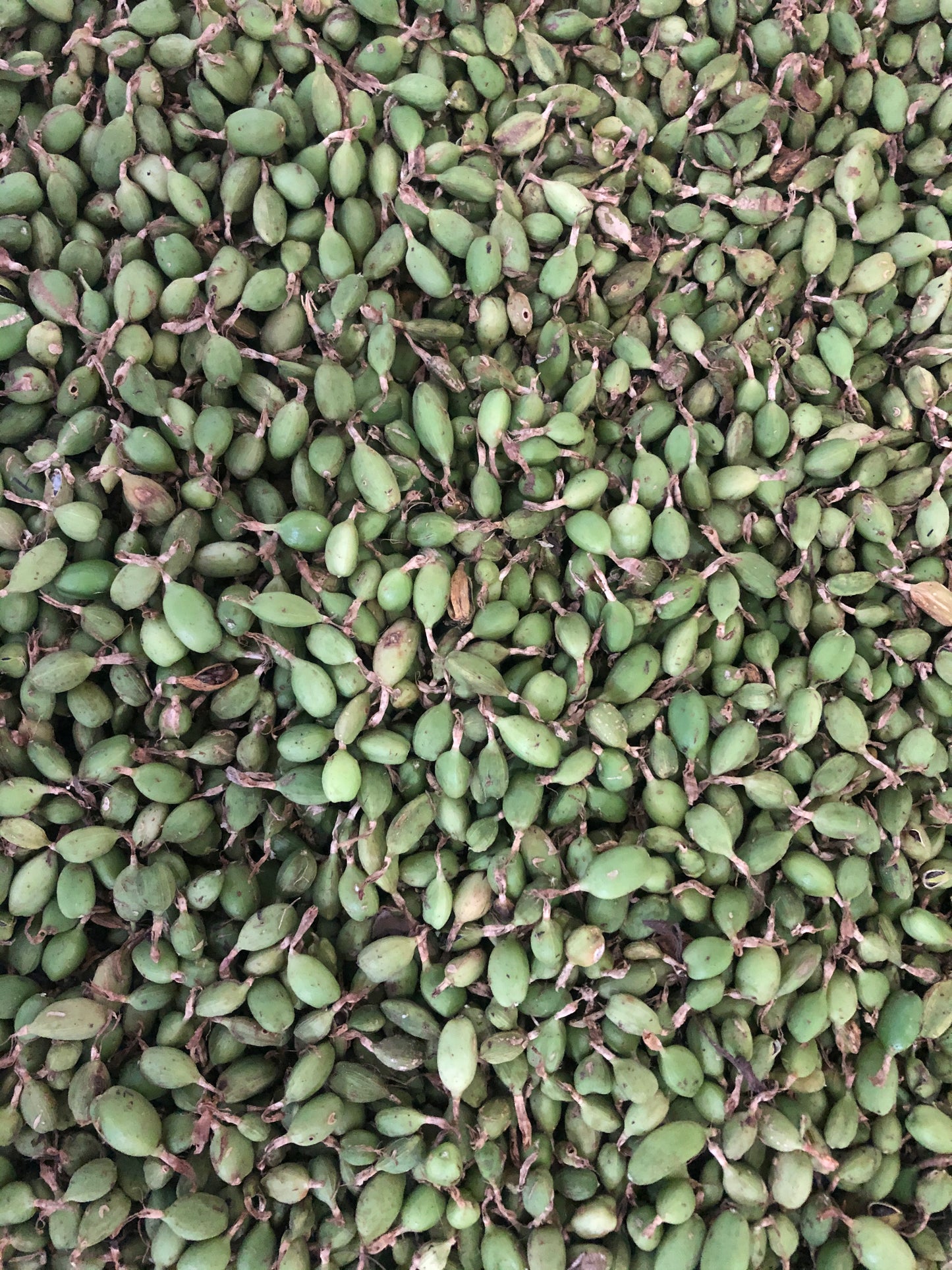 Cardamom Late Harvest 2022 Guatemala 30g