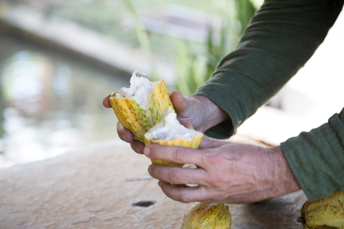 Latest news from the Farm El Porvenir, Guatemala!
