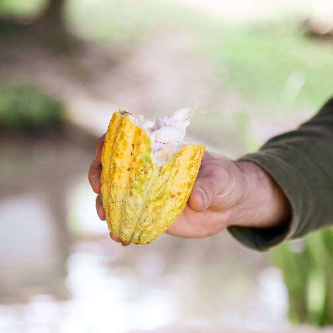 Cacao Fruit